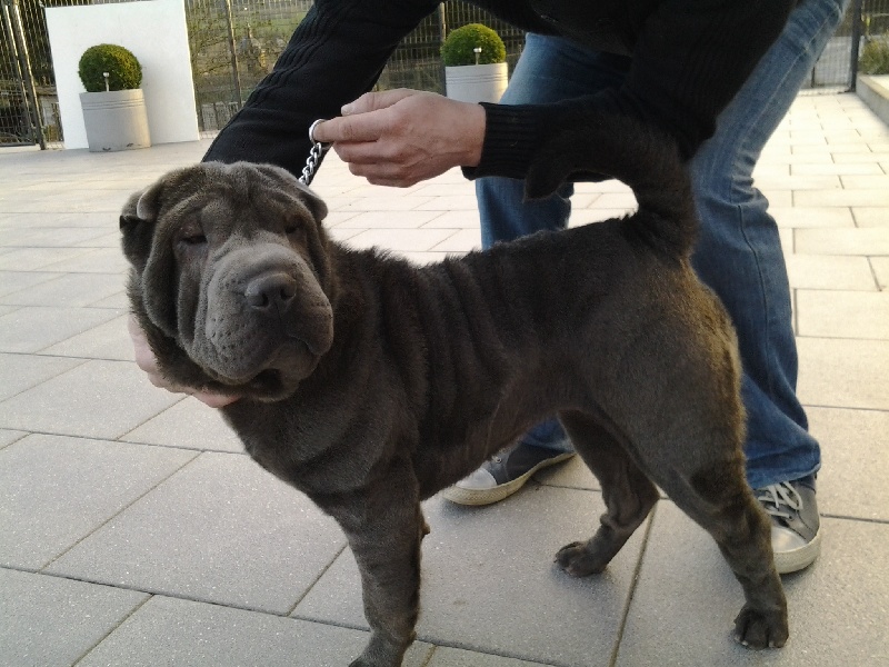 Lovely de la noblesse bleu